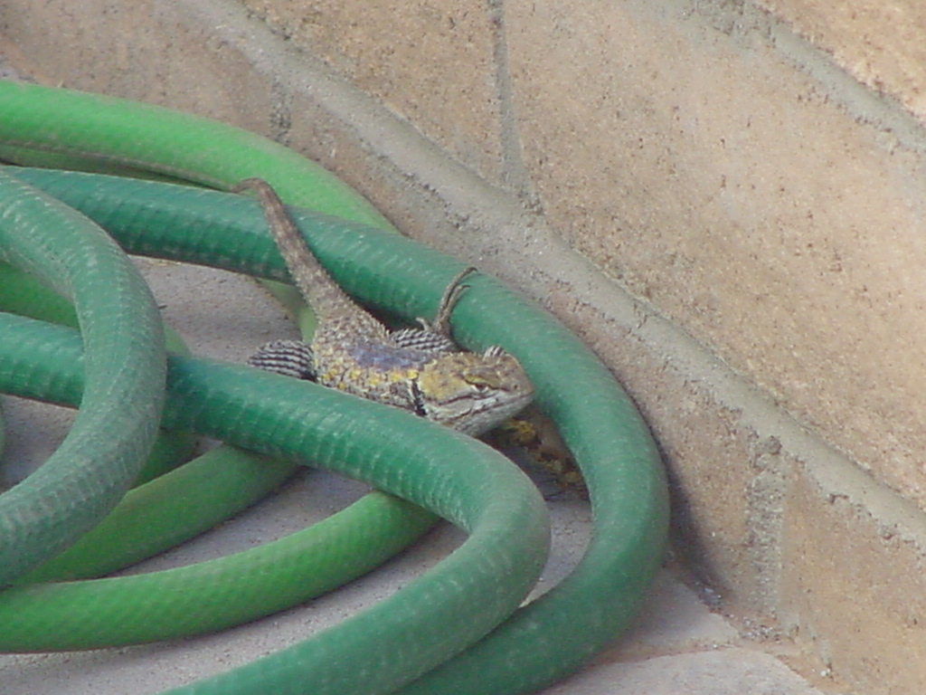 Lizard